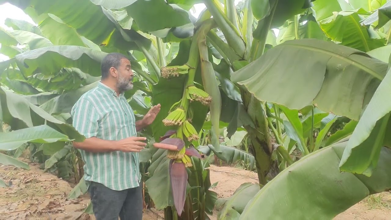 اهم موصفات صنف بدر رضا العملاق المتميز من ارض الواقع