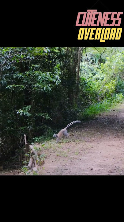 Watch Out! Lemur Family Crossing the Road in the Madagascar Jungle 🌴🐒😄