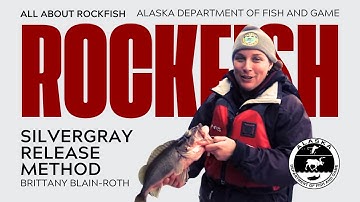 How to use a deepwater release device to release a silvergray rockfish