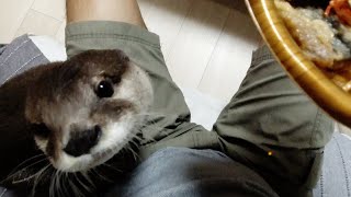 When I was eating a marinated horse mackerel, then..... The day I lost to Aty [Otter life Day 268]