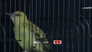 Suara pikat anakan burung kepodang panggil indukan #anakburung