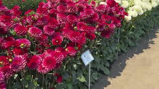 Flower Trials