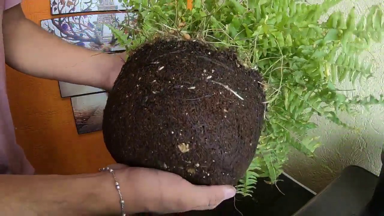 REPRODUCE TUS HELECHOS / PASO A PASO