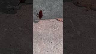  Lizard Vs Cockroach 