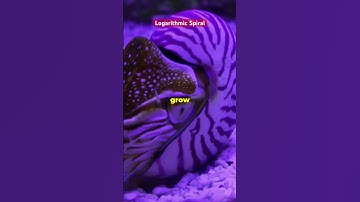 Logaritmic Spiral #facts  #logarithmicspiral #mathinnature  #matharoundus