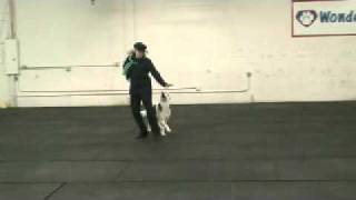 Misty WCFO HTM Novice 2010 12-31.avi