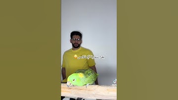 بغبغان يقرأ سورة الإخلاص سبحان الله العظيم