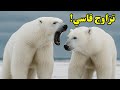 تزاوج الدب القطبي انثى تطرد صغارها والذكر يهاجمهم من أجل تزاوج جديد 
