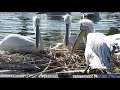 Dalmatian Pelican Nest Building by adding Sticks to a Big Nest on a Lake at a Zoo