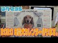 2020年愛犬カレンダー作ります～ぱぺ235