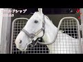 ゴールドシップ 大人っぽい表情