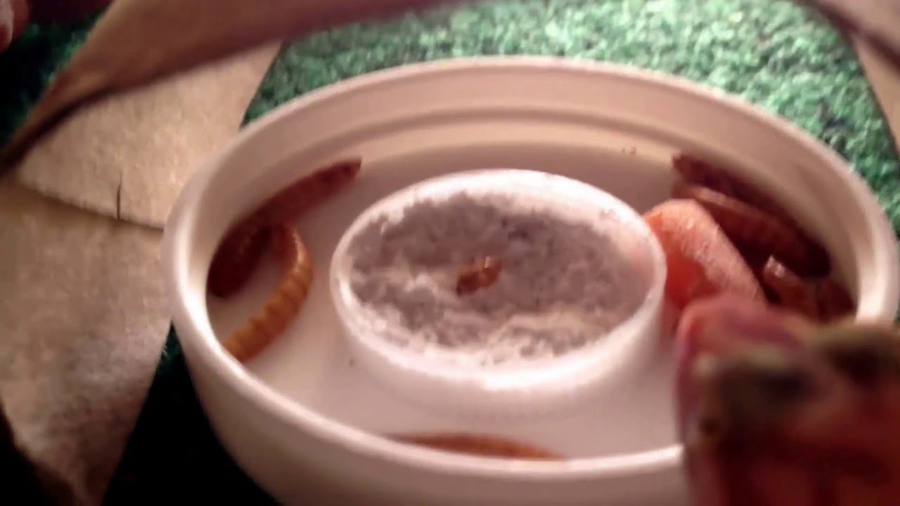 How to get a baby leopard gecko to eat mealworms YouTube
