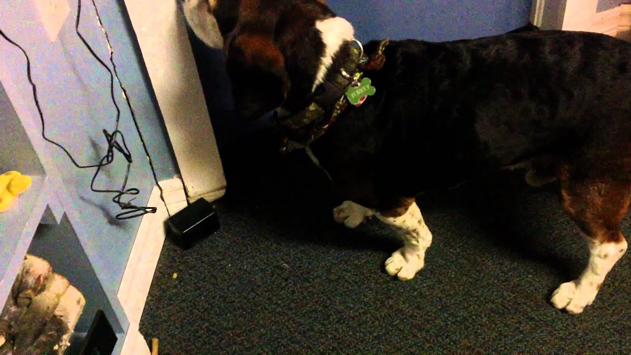 Kennel Cough YouTube