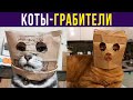 Всем смотреть, это ограбление!) Приколы с котами | Мемозг #398