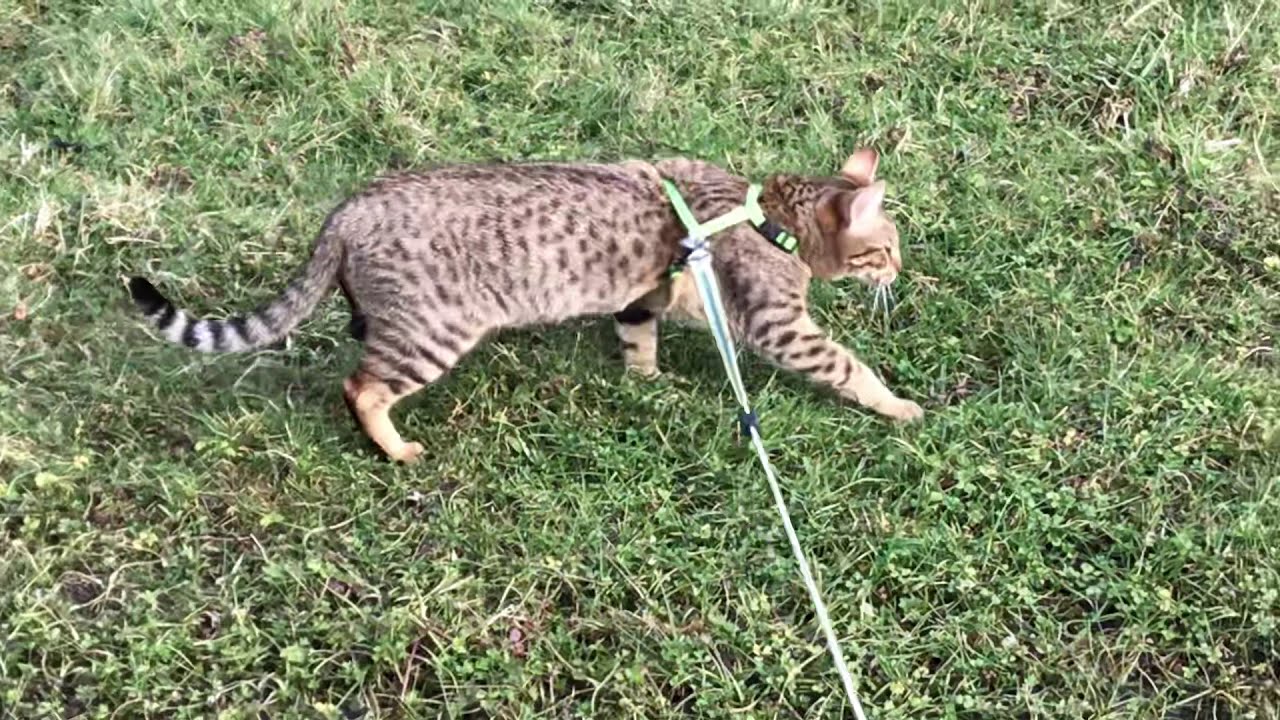 Rainbow and Connie enjoying field  of freedom