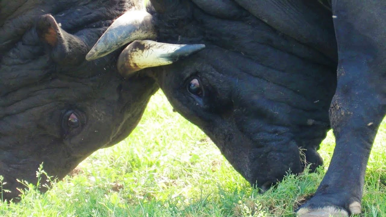 GARČI (OMERDIĆ) - AFRIKA (HRVAČIĆ) VIDIKOVAC 2022 KORIDA