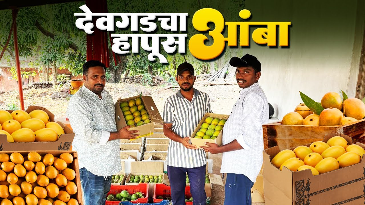 देवगडचा हापूस आंबा | देवगड हापूस आंब्याची विक्री | Devgad Alphonso Mango 🥭