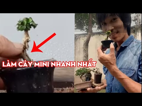 Video CÁCH NHANH NHẤT ĐỂ BẠN CÓ 1 CÂY BONSAI MINI/BONSAI MINI - youtube