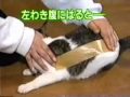 Cat with worlds heaviest sticky tape japanese