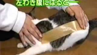 Cat with World's Heaviest Sticky Tape (Japanese)
