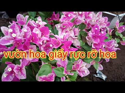 Video @ Hoa giấy hồng gân, tím tuyết lá cẩm thạch, tím... - youtube