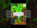 NATURE MEME 🗺️ • #mothernature #naturenews #naturephotos #memesvideo #memes #ispy #groot #games #i9