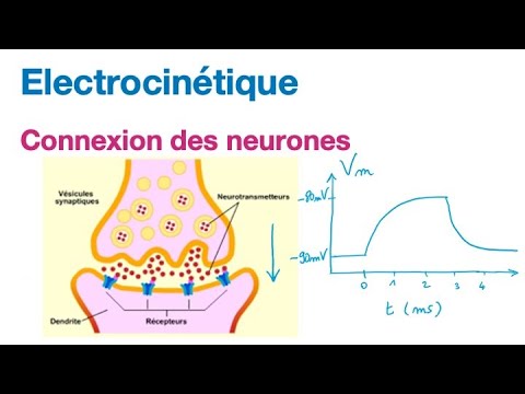 Electrocinétique 2.5 Connexion des neurones