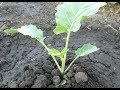 Почему я выращиваю рассаду капусты в открытом грунте