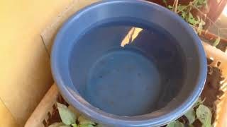 Guppy fish pond, how to maintain and clean