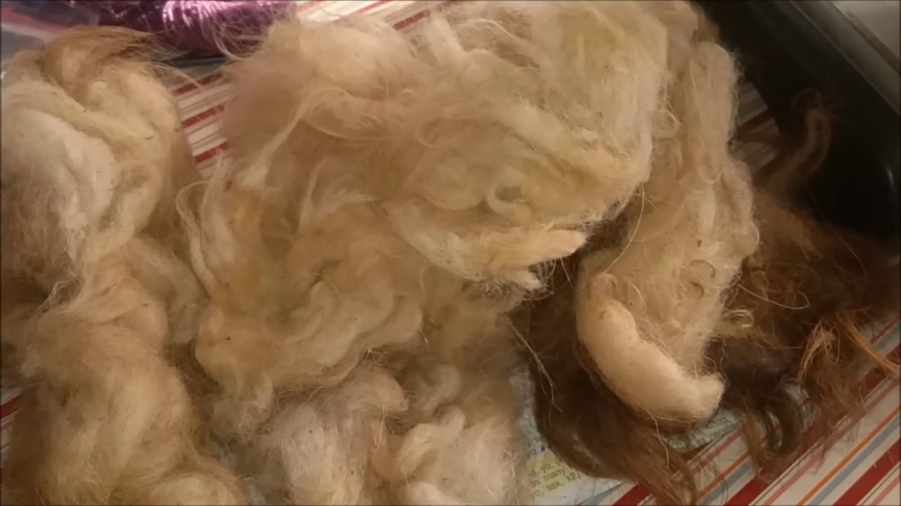 Breed Study Icelandic