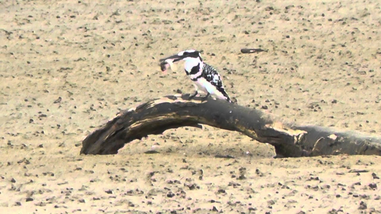 Pied Kingfisher (Ceryle rudis) whacking fish in KwaZulu-Natal 