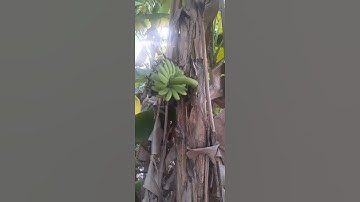 #Shorst cây chuối độc lạ bình dương trổ buồng ngang hông #129