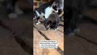 #kitten #cat #lifeisbutadream #cute #haveitoldyoulatelythatiloveyou #cutecat #dothingsyoudontwanttod #kitten #cat #lifeisbutadream #cute #haveitoldyoulatelythatiloveyou #cutecat #dothingsyoudontwanttod