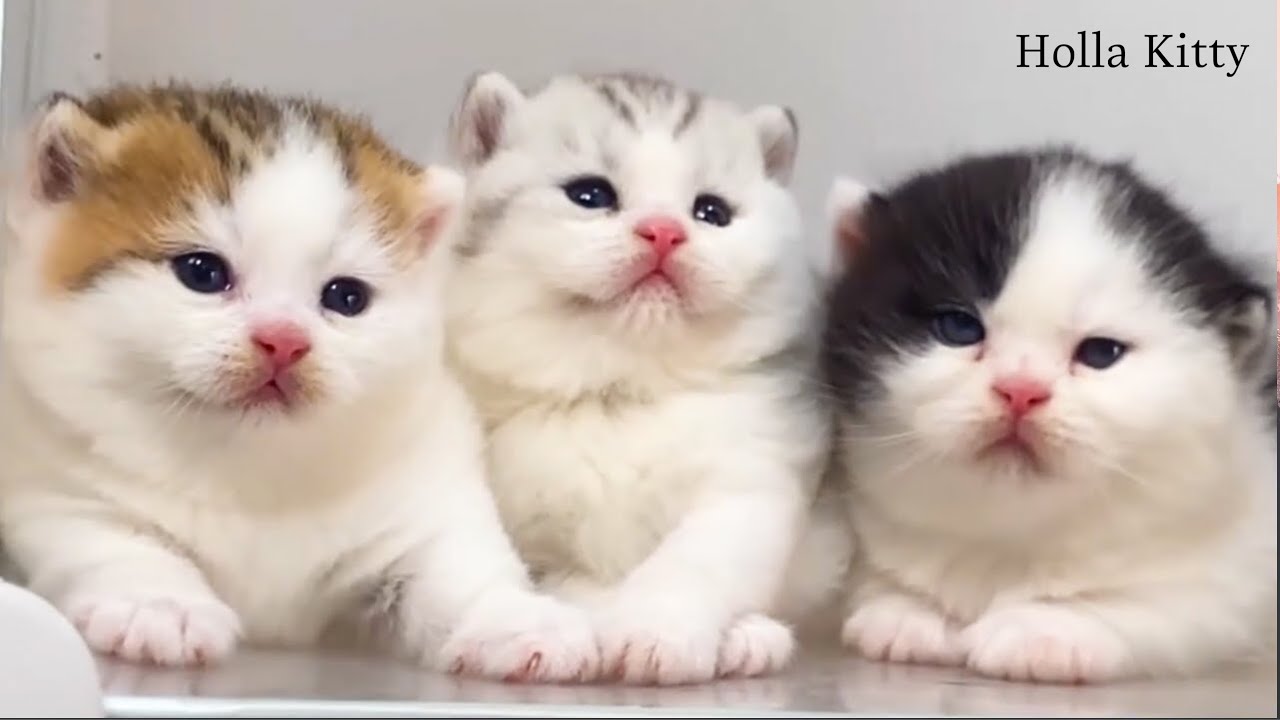 Cinematic Cozy Cats – Slow Motion & Natural Light 🎥