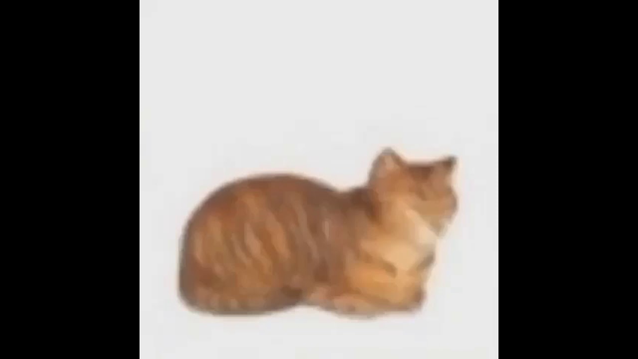 cat turns into bread