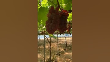 🔴 WOW AMAZING‼️ RATUSAN DOMPOL ANGGUR BERGELANTUNGAN #shorts #short #shortvideo #shortsvideo #anggur