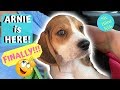 SixBlindKids - We FINALLY Get Our New Beagle Puppy! (ft. ArnieTheBeagle)