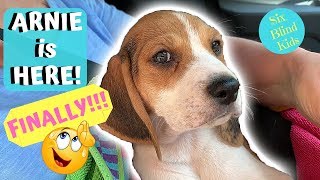 SixBlindKids  We FINALLY Get Our New Beagle Puppy! (ft. ArnieTheBeagle)