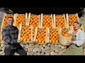 Collecting And Cooking An Incredible Dessert Of Juicy Persimmons In A Mountain Village!