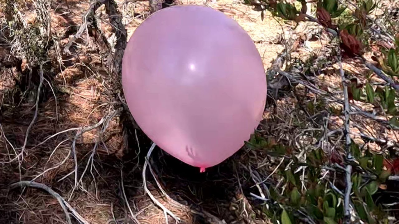Pink 24 Inch Balloons Playing and Popping in the Trees, 4K UHD, Forest Balloon Play to Pop 36