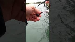 Gag grouper caught on the Newport River pier in Morehead City NC #shorts #fishing
