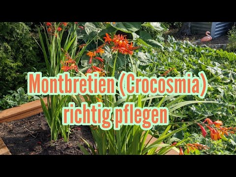 Video: Crocosmia - Pflanzen und Pflege. Crocosmia-Blume (Foto)