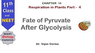 Respiration in Plants Part - 4 | NEET Biology| Class 11 Biology | NCERT Biology