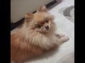 Pomeranian Eğitimi - Köpek Eğitimi - Tek Sorunumuz Chelsy Konuşamıyor