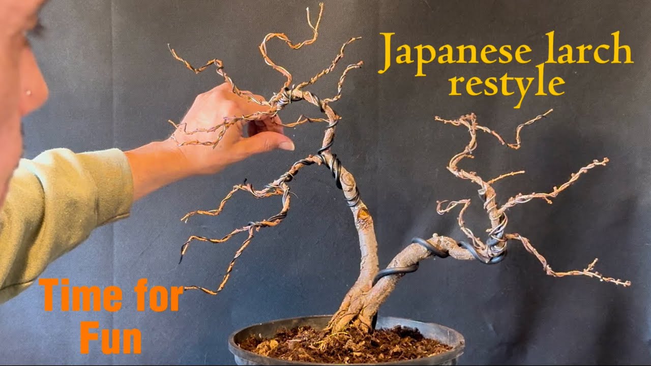 Переделка бонсай из японской лиственницы 🚨ВЕСЕЛЫЕ ВРЕМЕНА