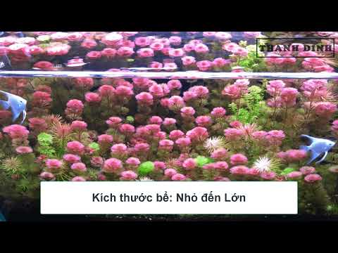 Video Thông Tin Chi Tiết Và Cách Trồng Cây Thủy Sinh Rong La... - youtube