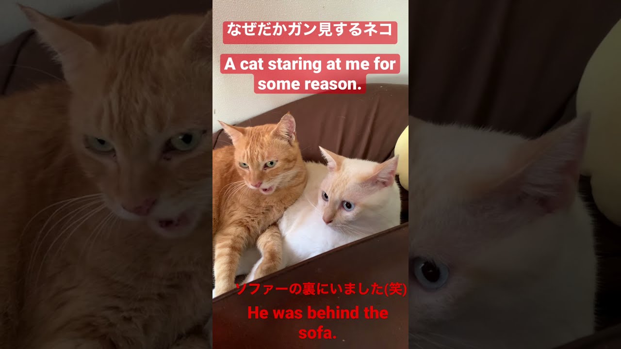 【なぜだかみつめてくるネコ】Cats that stare at you for some reason.　