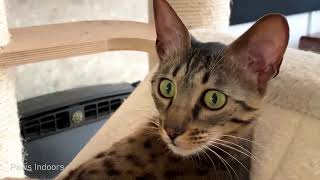 Living with a Savannah cat. Stay away from trouble | Ep42