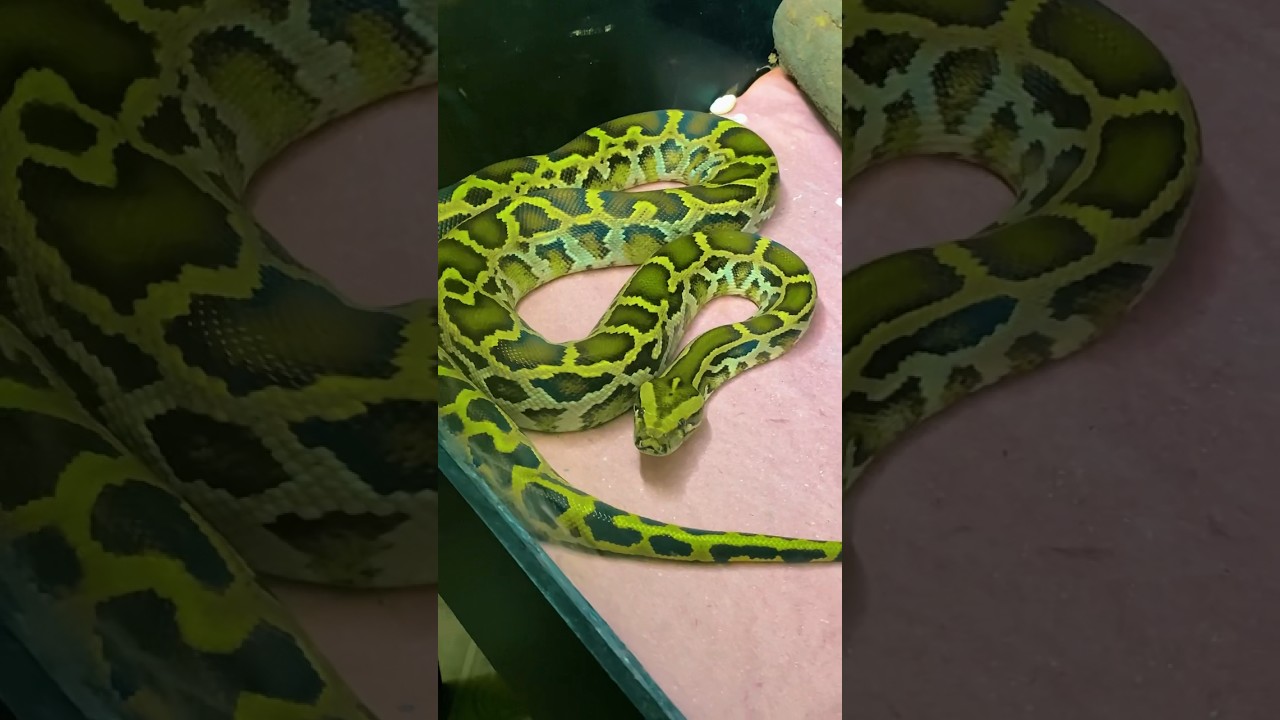 SERPIENTES que puedes tener como MASCOTA! 🐍 