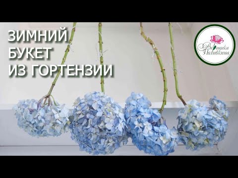 ГОРТЕНЗИЯ ДЛЯ ЗИМНИХ БУКЕТОВ